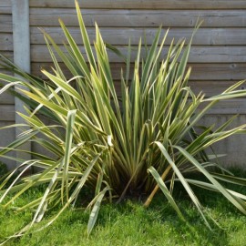 Phormium tenax variegatum ( lin de Nouvelle-Zélande )