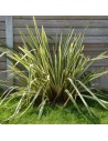 Phormium tenax 'Variegatum' - Lin de Nouvelle-Zélande