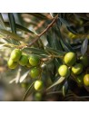 Olea europaea - Olivier d'Europe
