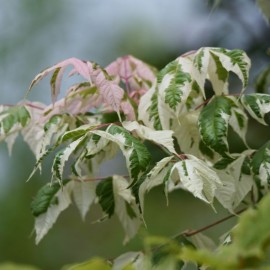 Acer negundo flamingo