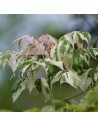 Acer negundo 'Flamingo'