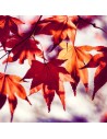 Acer japonicum 'Vitifolium' - Erable du Japon