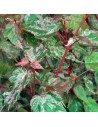 Acer conspicuum 'Red Flamingo' - Erable à peau de serpent