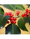 Ilex  aquifolium 'Nelly R. Stevens' - Houx