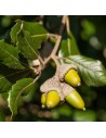 Quercus Ilex - Chêne vert
