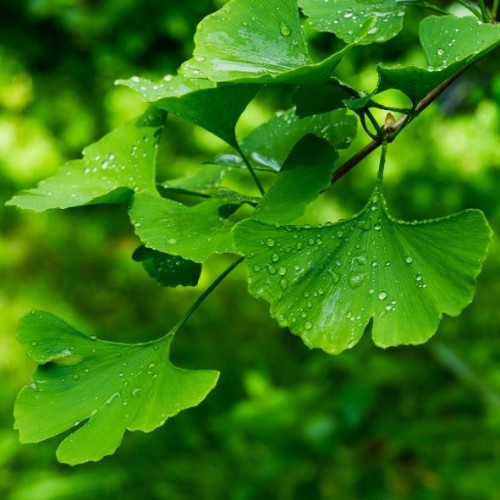 Gingko biloba