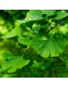 Ginkgo biloba - Arbre aux quarante écus