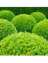 Buxus sempervirens - Buis commun boule