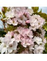Prunus serrula 'Amanogawa' - Cerisier du Japon