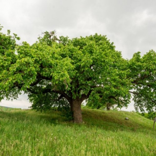 Corylus avellana tortuosa - Noisetier tortueux