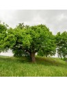 Corylus colurna  - Noisetier de Byzance