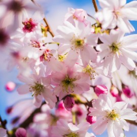 Prunus accolade ( cerisier du Japon )