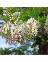 Robinia pseudoacacia 'Umbraculifera' - Robinier faux acacia