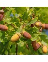 Quercus robur - Chêne pédonculé