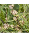 Phillyrea angustifolia - Filaire