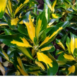 Euonymus japonicus licorne - Fusain du Japon