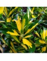 Euonymus japonicus livornese - Fusain du Japon