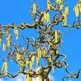 Corylus avellana tortuosa - Noisetier tortueux