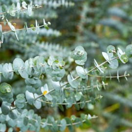 Eucalyptus gunnii