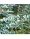 Eucalyptus gunnii - Gommier cidre