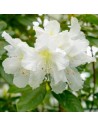 Rhododendron hybride 'Cunningham’s White'