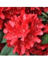 Rhododendron 'Nova Zembla'