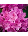 Rhododendron 'Roseum Elegans'