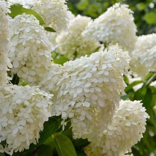 Hydrangea pan. Little lime