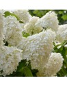 Hydrangea paniculata 'Limelight' - Hortansia paniculé