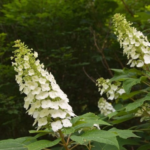 Hydrangea macrophilla carousel