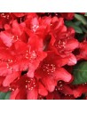Rhododendron hybride 'Red Jack'