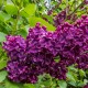 Syringa vulgaris ‘Ludwig spaeth ´ lilas