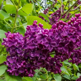 Syringa vulgaris souvenir de louis spaeth - Lilas