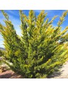 Cupressocyparis leylandii 'Gold Rider' - Cyprès de Leyland