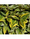 Elaeagnus x ebbingei 'Viveleg' - Chalef panaché