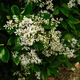 Ligustrum texanum - Troène