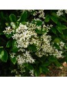 Ligustrum japonicum - Troène du Japon