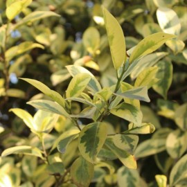 Ligustrum oval. Aureum