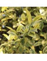 Ligustrum ovalifolium 'Aureum' - Troène doré