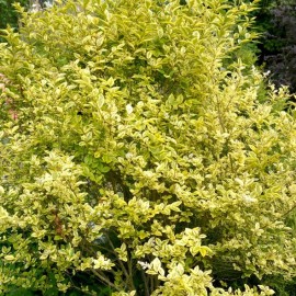 Ligustrum texanum - Troène