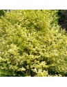 Ligustrum texanum 'Variegatum' - Troène panaché