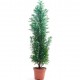 Chamaecyparis lawsoniana 'Ellwoodii' - Faux cyprès