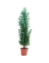 Chamaecyparis lawsoniana 'Elwoodii' - Faux cyprès