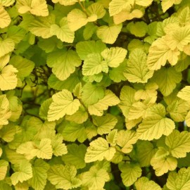 Physocarpus opulifolius 'Angel Gold' - Physocarpe