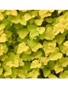 Physocarpus opulifolius 'Angel Gold' - Physocarpe