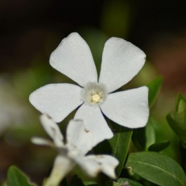 Vinca minor alba - Pervenche