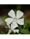Vinca minor 'Alba' - Pervenche blanche