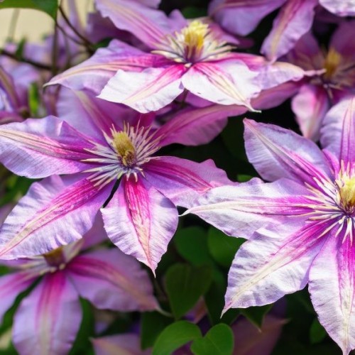 Clématite - Clematis hybride Nelly Moser