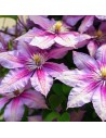 Clematis hybride 'Nelly Moser' - Clématite