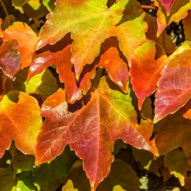 Parthenocissus tr. Veitchii